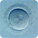 初期受精卵(2前核期胚)