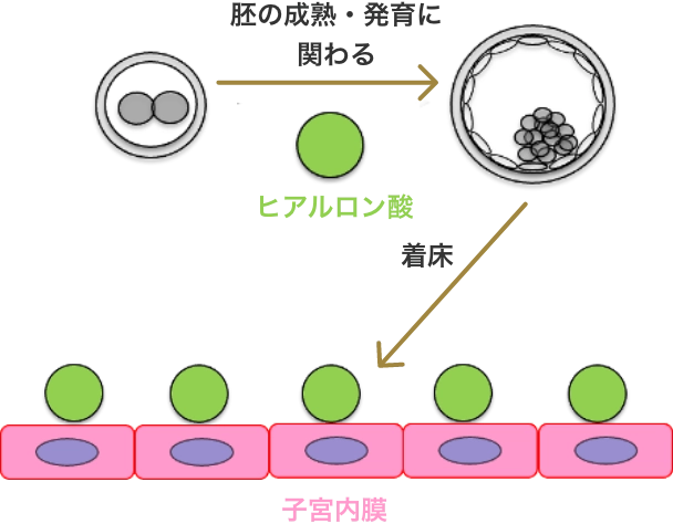 高濃度ヒアルロン酸含有培養液
