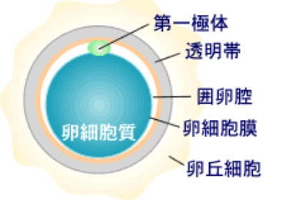 顕微授精（ICSI）
