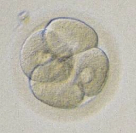 採卵後2日目の分割期胚（4分割胚）