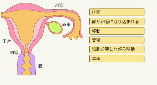 不妊症の原因