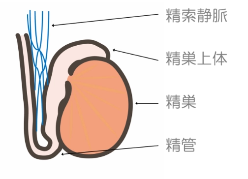 造精機能障害