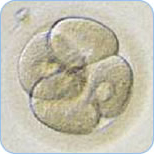 分割胚(4分割胚)